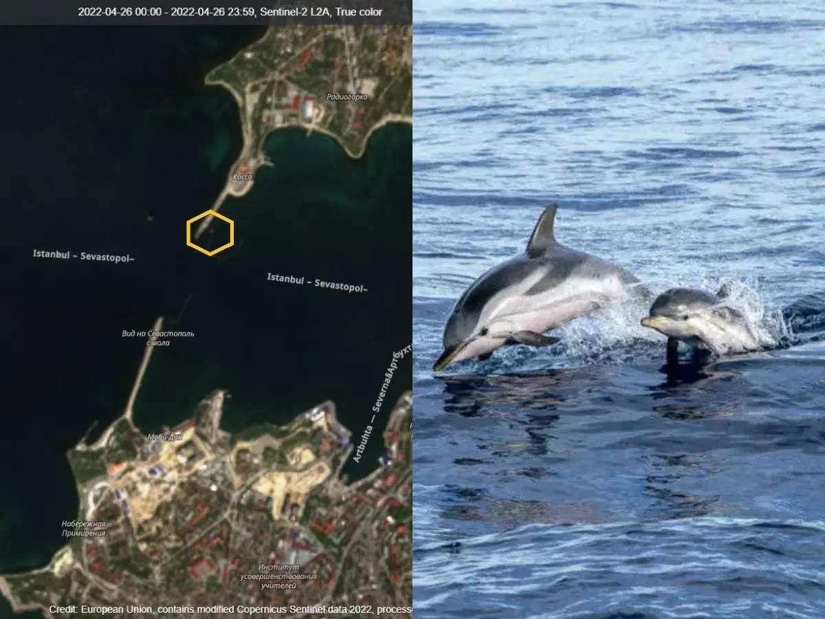Ρωσία: Χρησιμοποιεί εκπαιδευμένα δελφίνια για στρατιωτικούς σκοπούς στη Σεβαστούπολη | Κοσμοδρόμιο